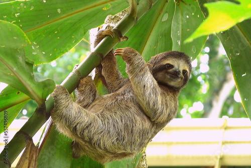 Young sloth standing on a tree close to a little house in Puerto Viejo, Costa Rica. photo