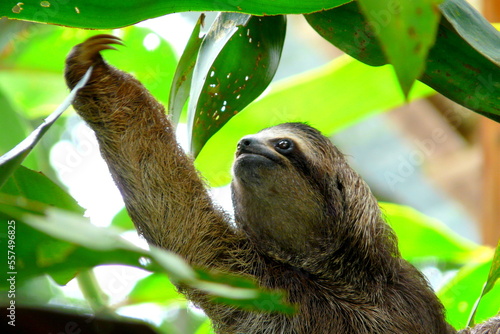 Young sloth standing on a tree close to a little house in Puerto Viejo, Costa Rica.