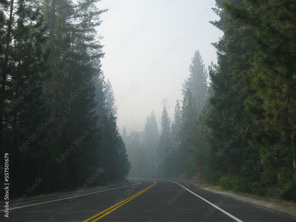 Fototapeta premium Morning Foggy Road in California, traveling to Yosemite
