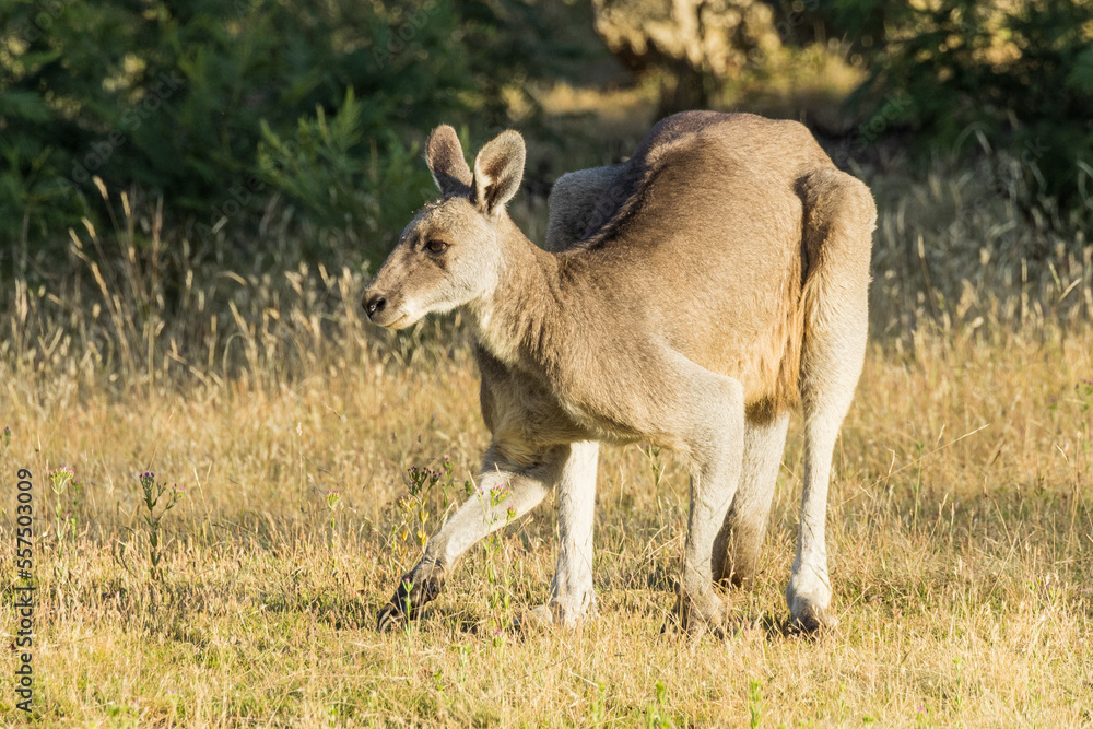 Eastern Grey Kangaroo in Victoria, Australia Eastern Grey Kangaroo in Victoria, Australia