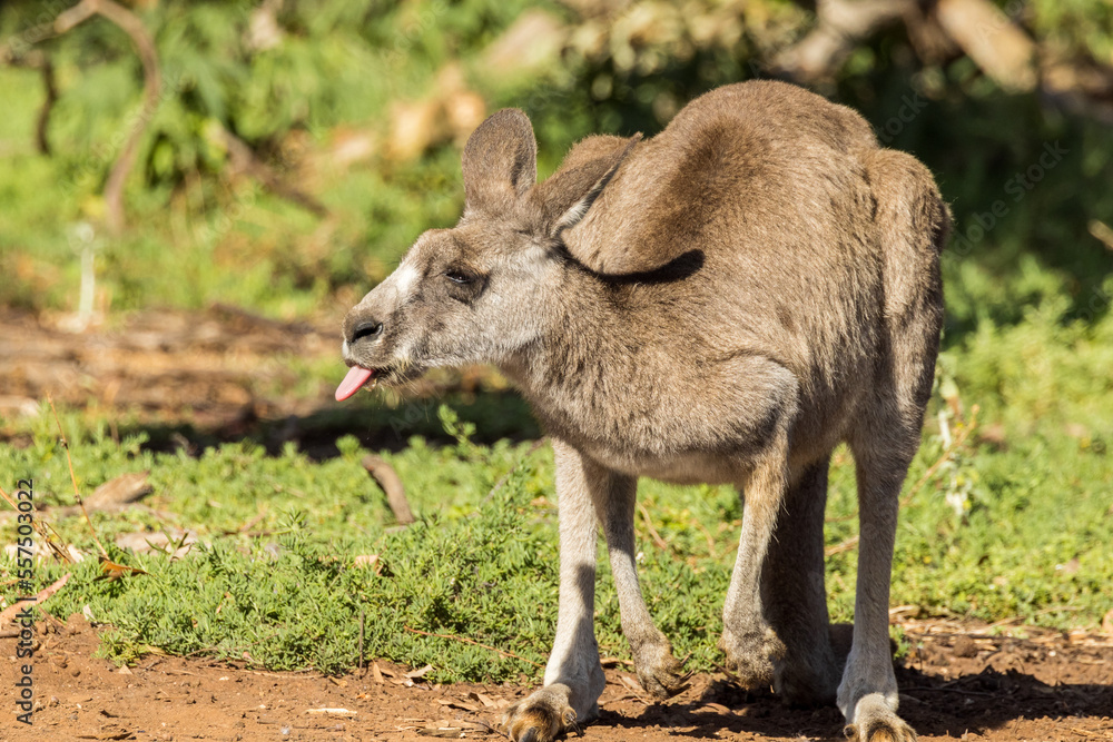Eastern Grey Kangaroo in Victoria, Australia Eastern Grey Kangaroo in Victoria, Australia