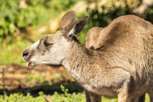 Eastern Grey Kangaroo in Victoria, Australia