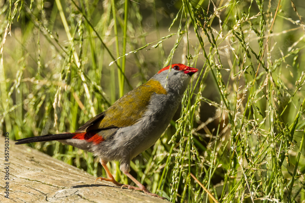 Red-browed Finch in Victoria, Australia