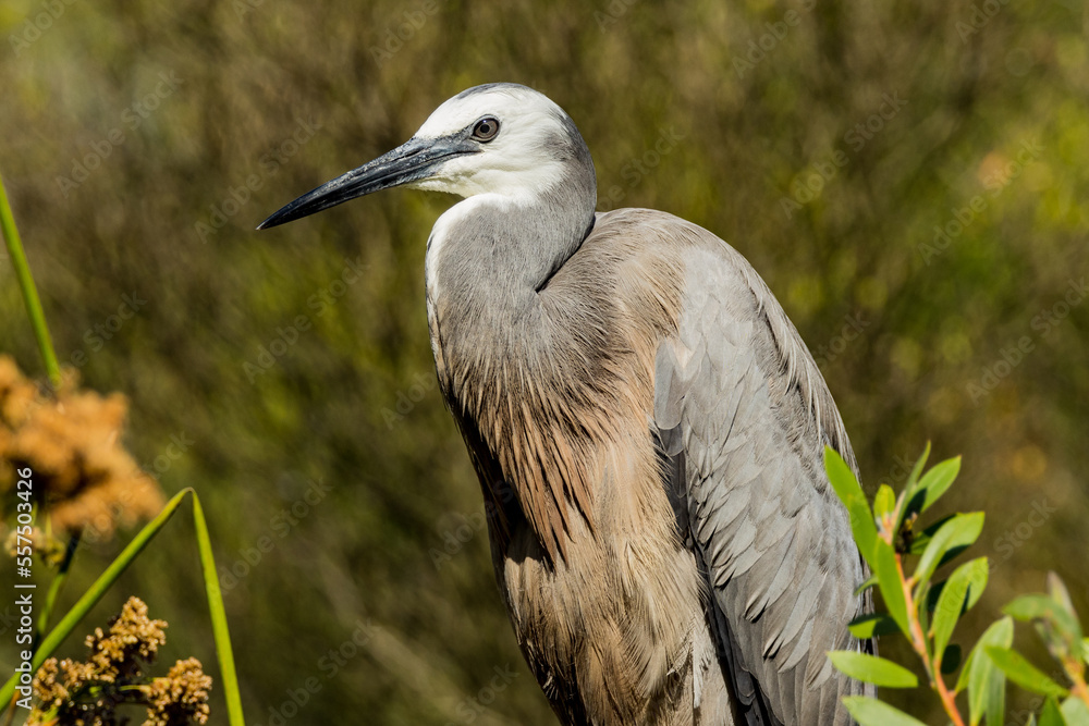 Fototapeta premium White-faced Heron in Victoria, Australia