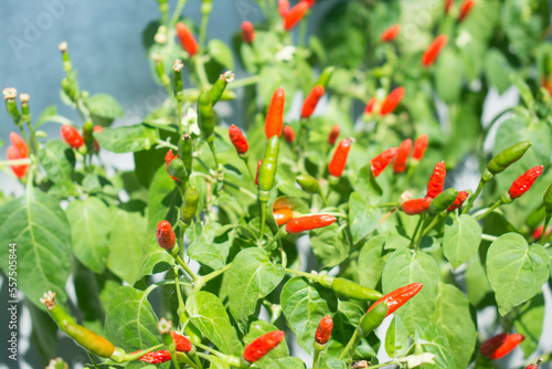 Red and green chili  pepper growing in the garden