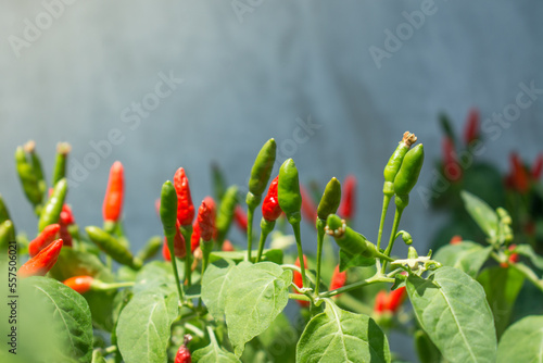 Fototapeta Red and green chili  pepper growing in the garden