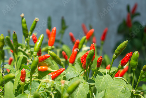 Fotografia Red and green chili  pepper growing in the garden