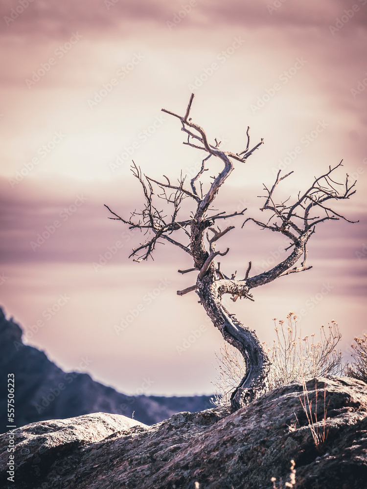 Fototapeta premium small tree on a cliff
