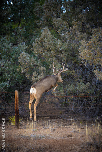 Deer with antlers near fence photo