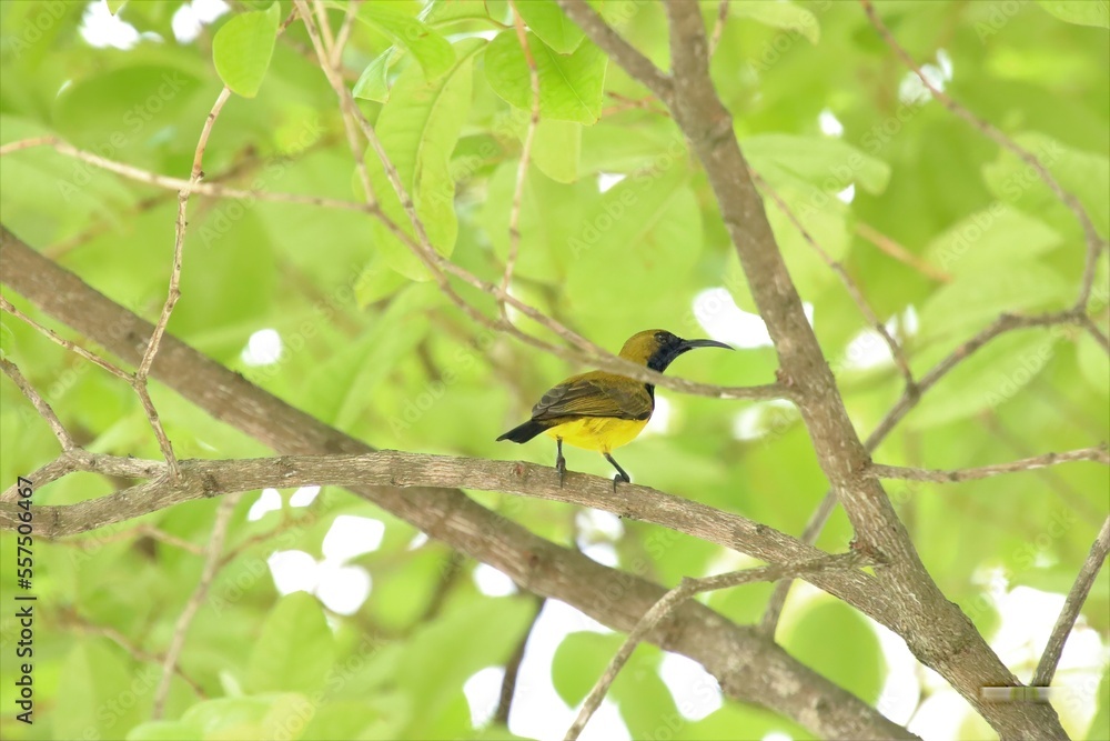 Olive Backed Sunbird on a tree branch Olive Backed Sunbird on a tree branch