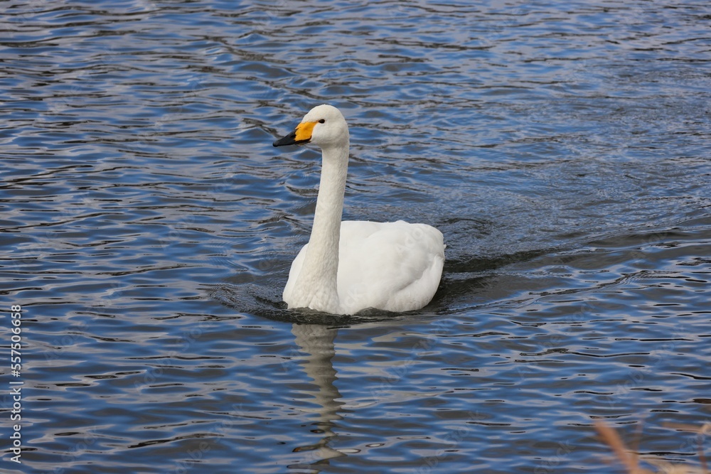 Fototapeta premium お腹すいたなあ