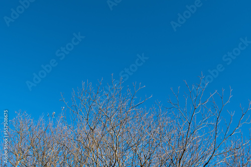 winter tree branches against blue sky 7