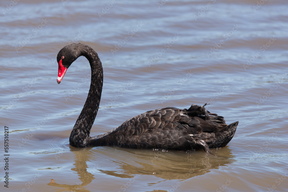 Fototapeta premium Black Swan