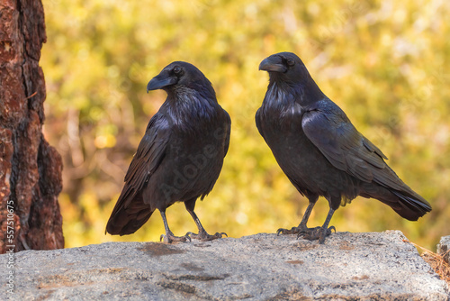 A pair of ravens sit on a wall waiting for scraps near a garbage can.