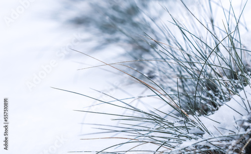 Ornamental grass Festuca glauca in the snow. Natural winter and Christmas background