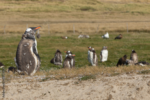 A Gentoo Penguin (Pygoscelis papua) colony with some undergoing a catastrophic molt. New Island, Falkland Islands.