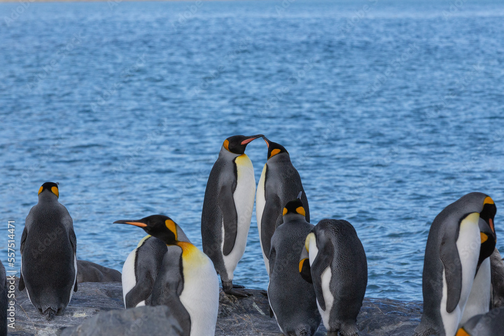 Fototapeta premium King Penguins (Aptenodytes patagonicus). Fortuna Bay.