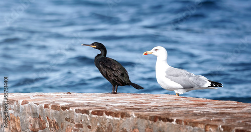 cormoran et goéland sur un quai  