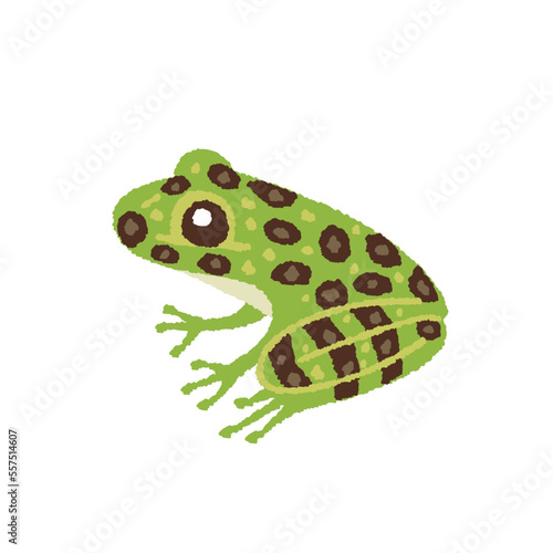 オキナワイシカワガエルの手描きイラスト