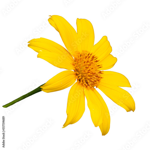 yellow flower isolated on white background with clipping path