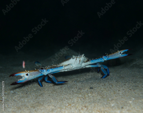 African blue swimming crab from Cyprus, Mediterranean Sea 