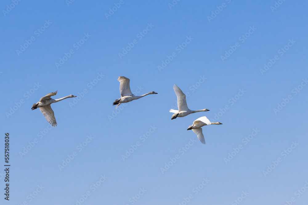 青空を飛翔する白鳥