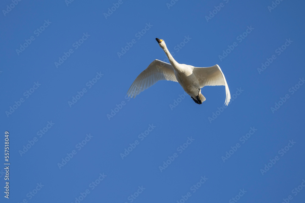 青空を飛翔する白鳥 青空を飛翔する白鳥