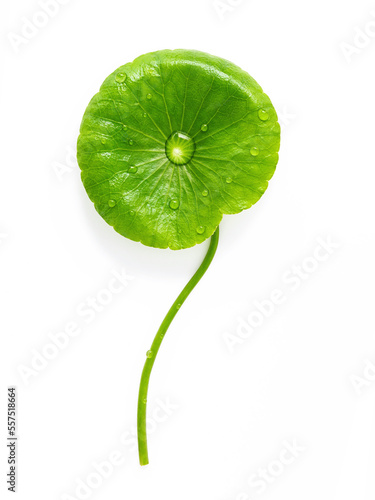 Close up centella asiatica leaves with rain drop isolated on white background top view.