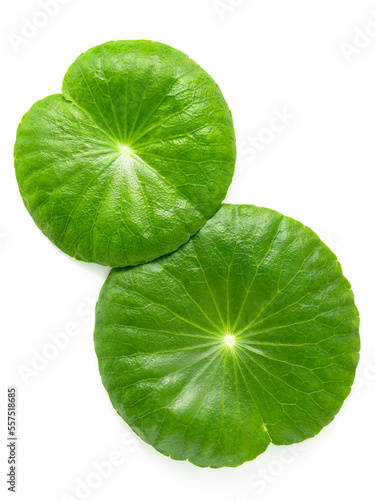 Close up centella asiatica leaves with rain drop isolated on white background top view.