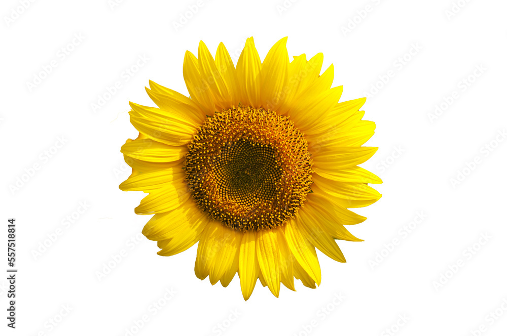 Fototapeta premium picture of sunflower on white background