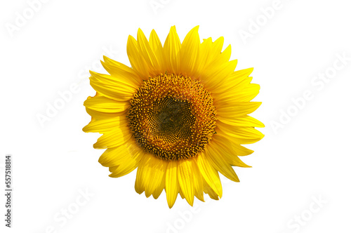 picture of sunflower on white background