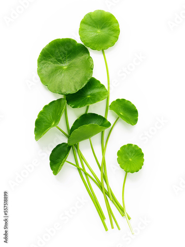 Close up centella asiatica leaves with rain drop isolated on white background top view.