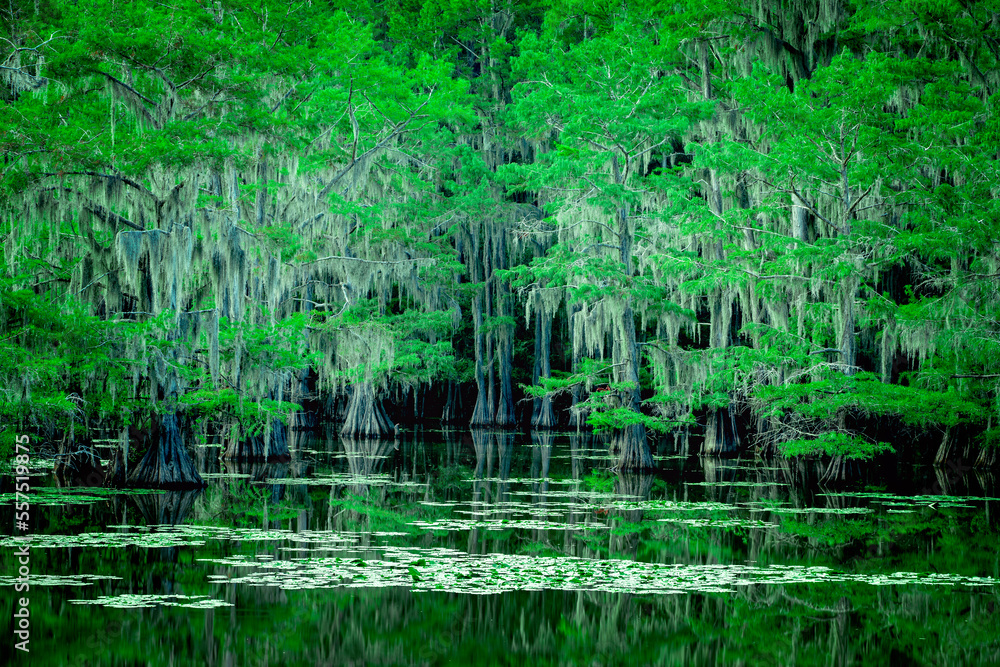The magical and fairytale like landscape of the Caddo Lake, Texas The magical and fairytale like landscape of the Caddo Lake, Texas