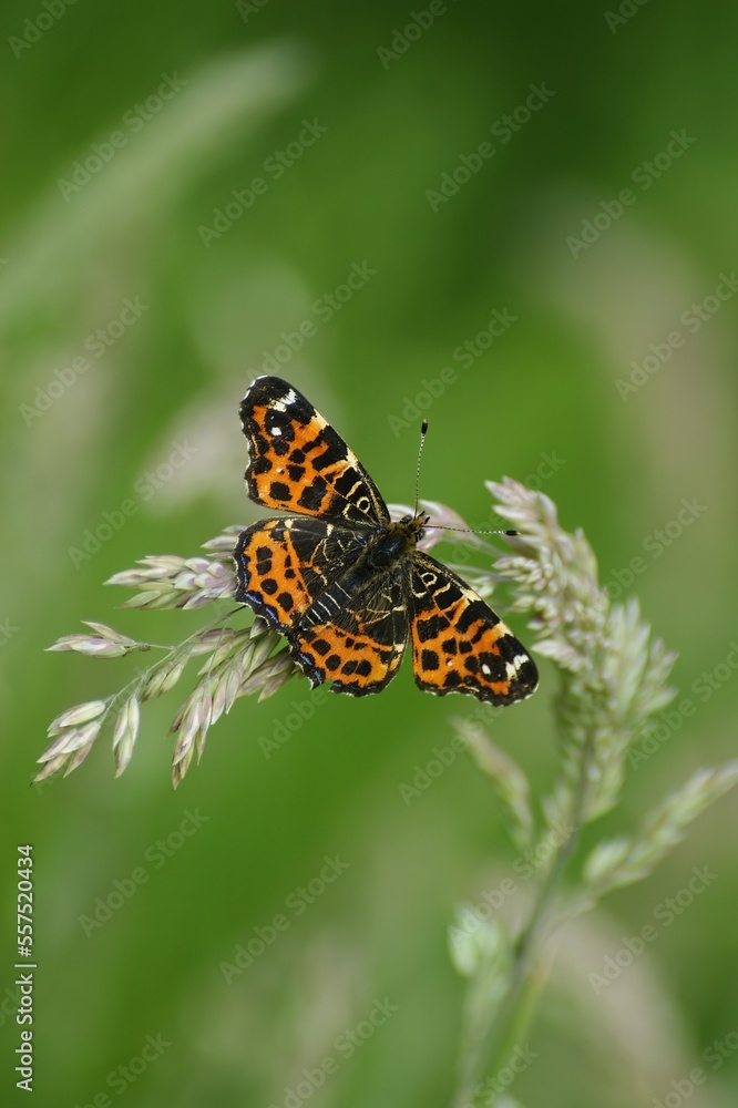 Vertical closeup on the Map butterfly, Araschnia levana, sitting on grass