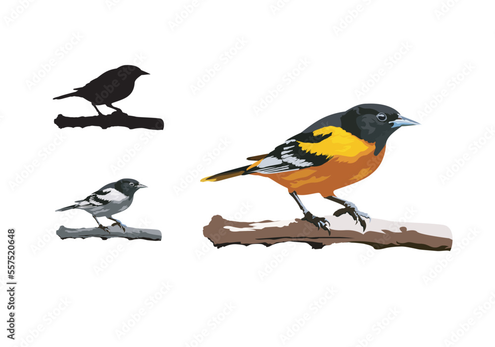 Fototapeta premium Baltimore Oriole Bird 