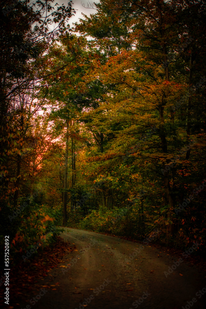 Fototapeta premium Fall Drive
