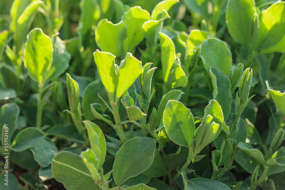 Obraz premium Small Broad Bean Plants In Farm