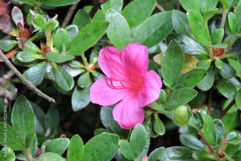 Pink azalea flowers and green leaves Pink azalea flowers and green leaves