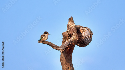 Streifenliest- Striped Kingfisher