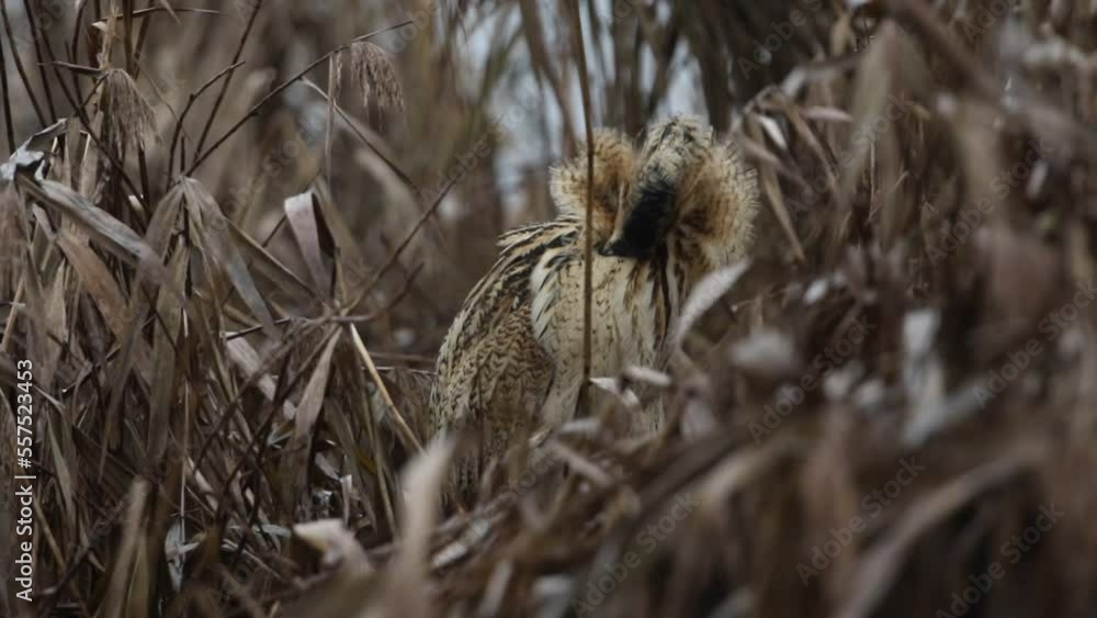 A rare Bittern, Botaurus stellaris, standing in the reeds at the edge of a lake preening. A rare Bittern, Botaurus stellaris, standing in the reeds at the edge of a lake preening.