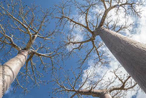 Crown of a baobab, view from below, Morondava, Madagascar