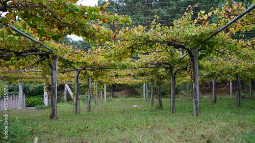 Albariño wine vineyards Pontevedra Galicia Spain October 2022
October 2022
 photo