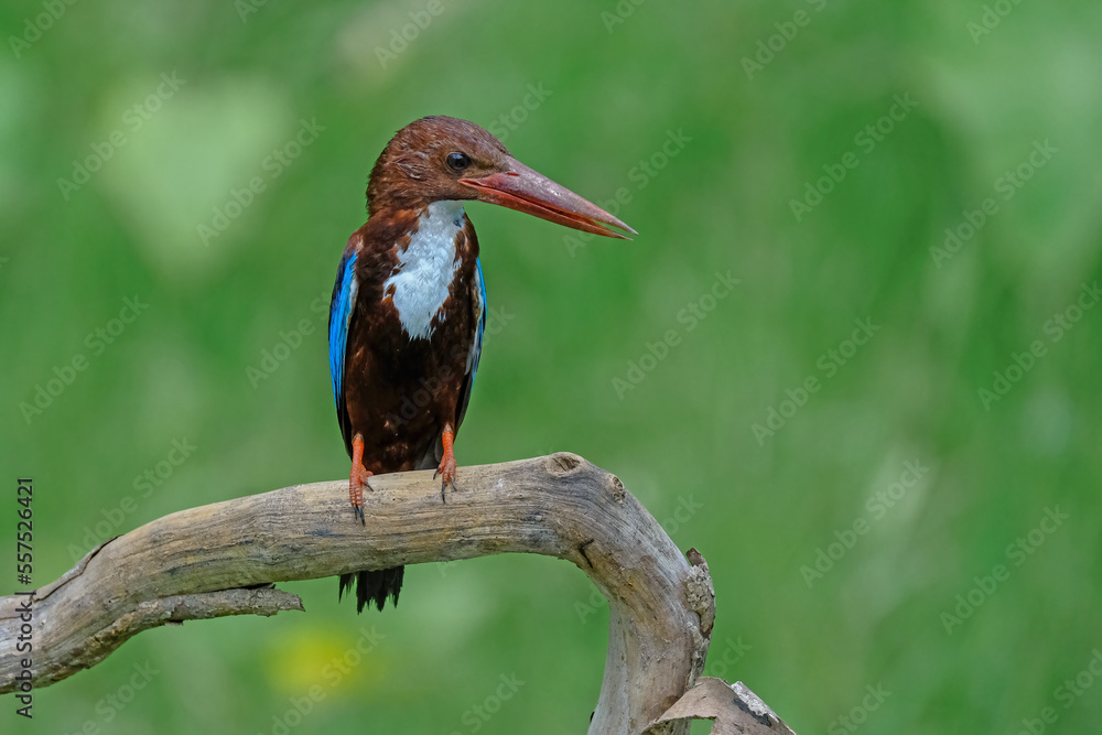 Fototapeta premium White-breasted Kingfisher