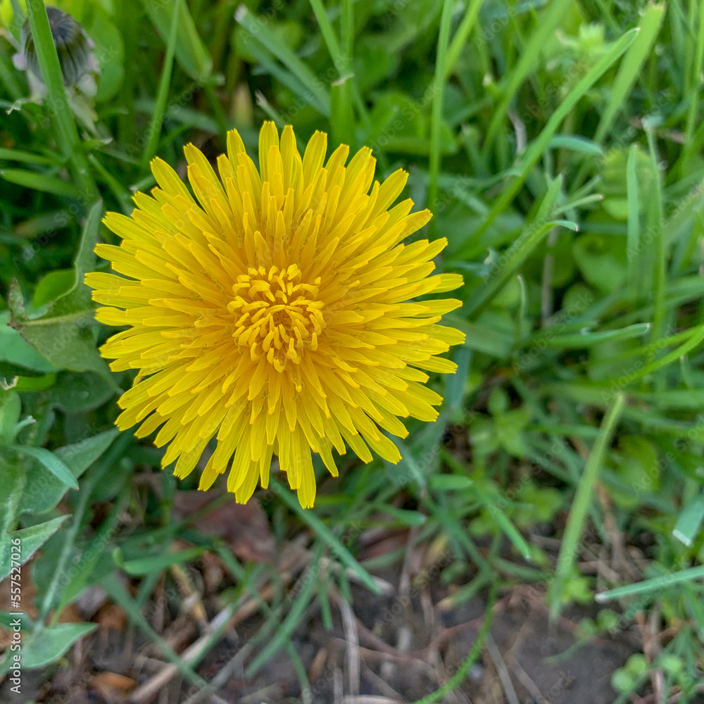 A yellow dandelion flower, one of the most vital early spring nectar sources. A yellow dandelion flower, one of the most vital early spring nectar sources.