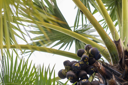 Palm fruit or Palmyra palm on sugar palm tree. Toddy palm photo