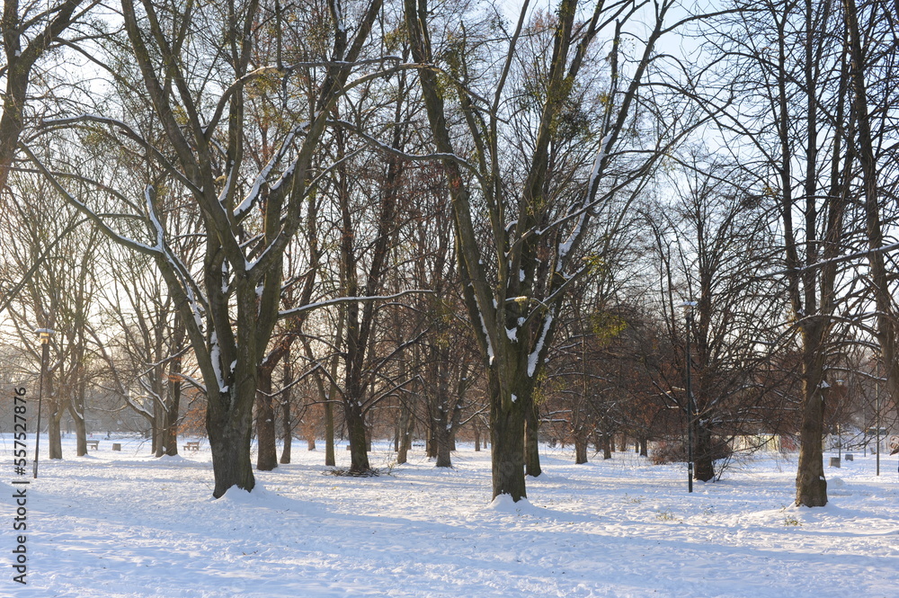 Snow landscape with trees in a park on a sunny day with blue sky