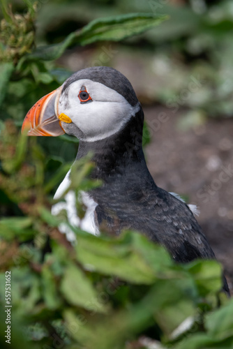 Close up portrait of an Atlantic puffin sitting in and amongst the grass and flowers on Inner Farne. Part of the Farne Islands nature reserve off the coast of Northumberland, UK © Christopher Keeley