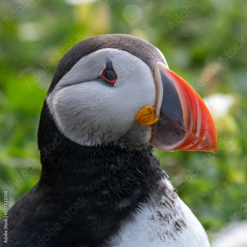 Close up portrait of an Atlantic puffin sitting in and amongst the grass and flowers on Inner Farne. Part of the Farne Islands nature reserve off the coast of Northumberland, UK © Christopher Keeley