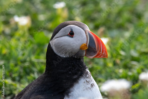 Close up portrait of an Atlantic puffin sitting in and amongst the grass and flowers on Inner Farne. Part of the Farne Islands nature reserve off the coast of Northumberland, UK © Christopher Keeley