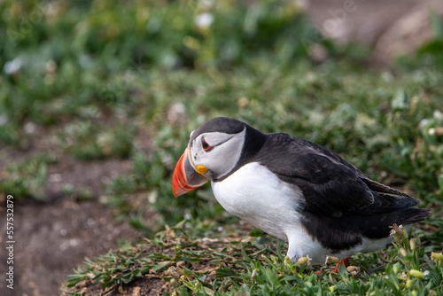 Atlantic puffin sitting amongst the green grass on Inner Farne. Part of the Farne Islands nature reserve off the coast of Northumberland, UK © Christopher Keeley